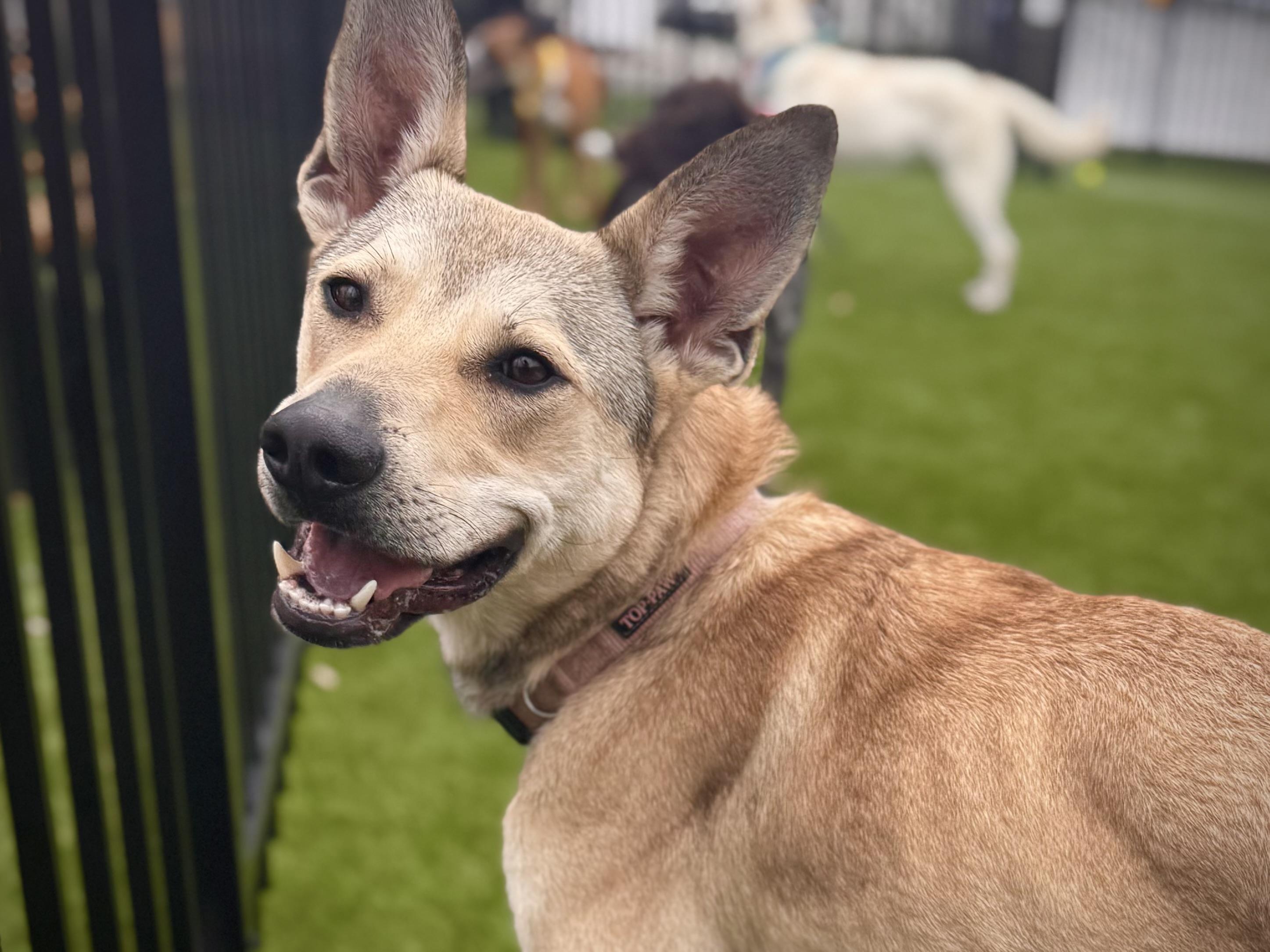 Juneau (Alaska litter) - now Luna, Baby Female German Shepherd Dog