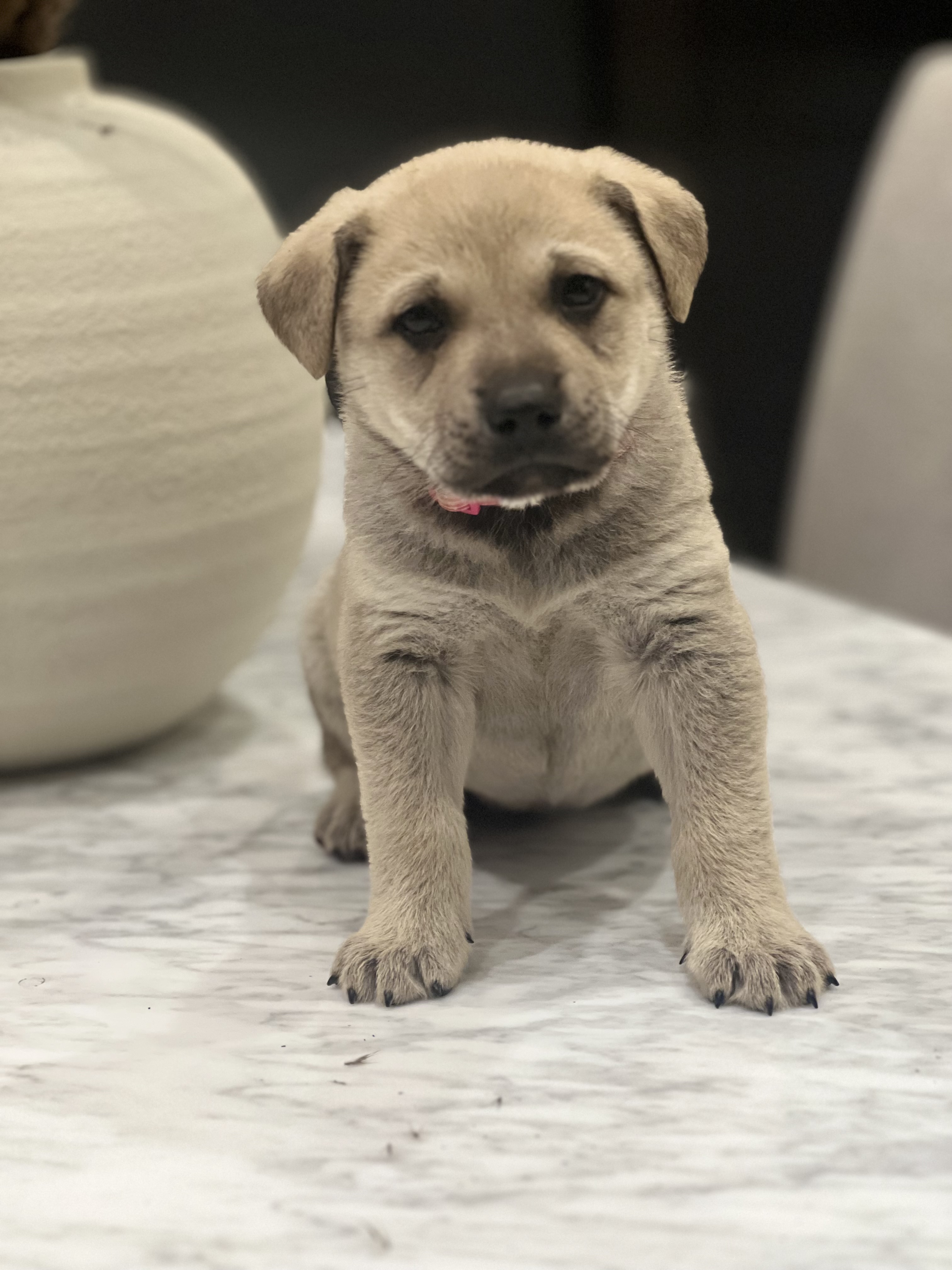 Juneau (Alaska litter) - now Luna photo 8