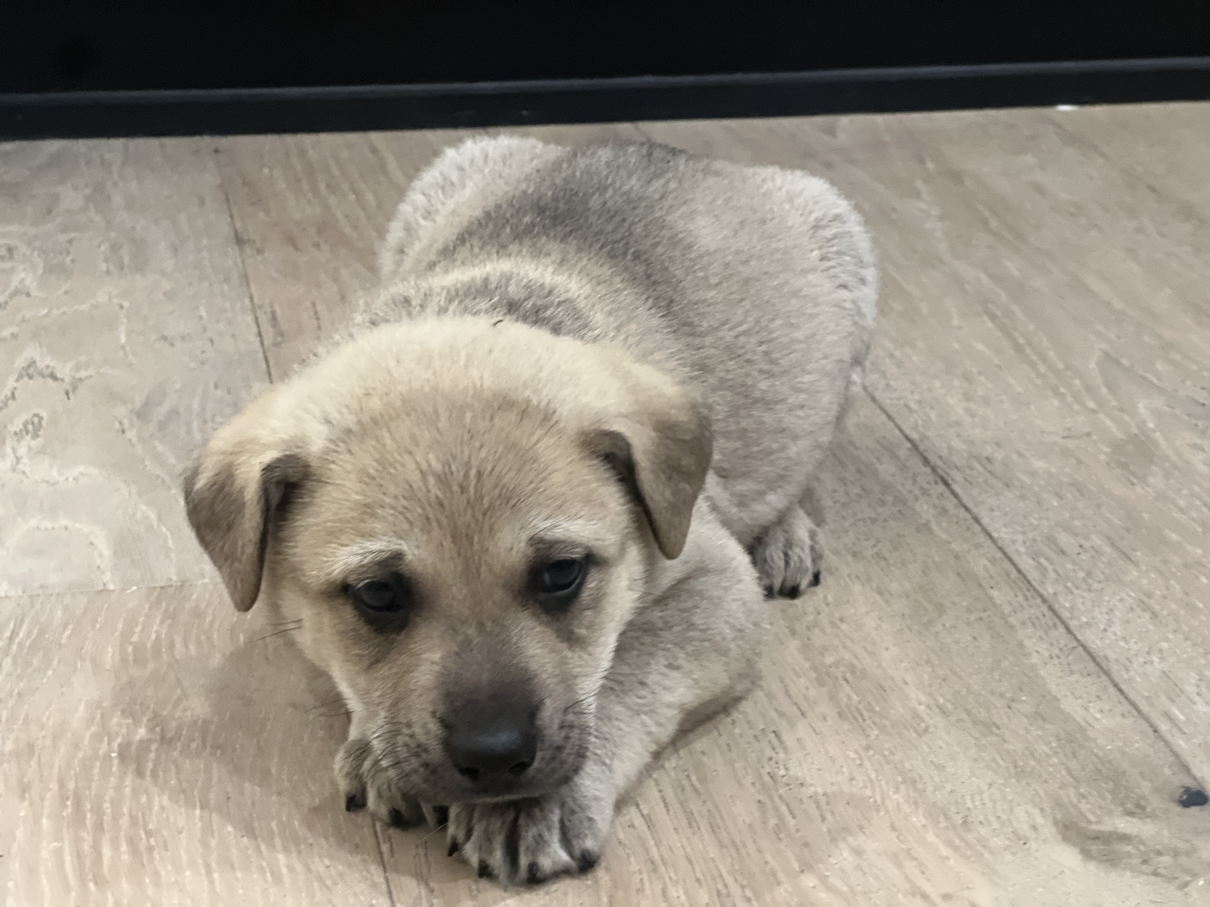 Juneau (Alaska litter) - now Luna photo 2