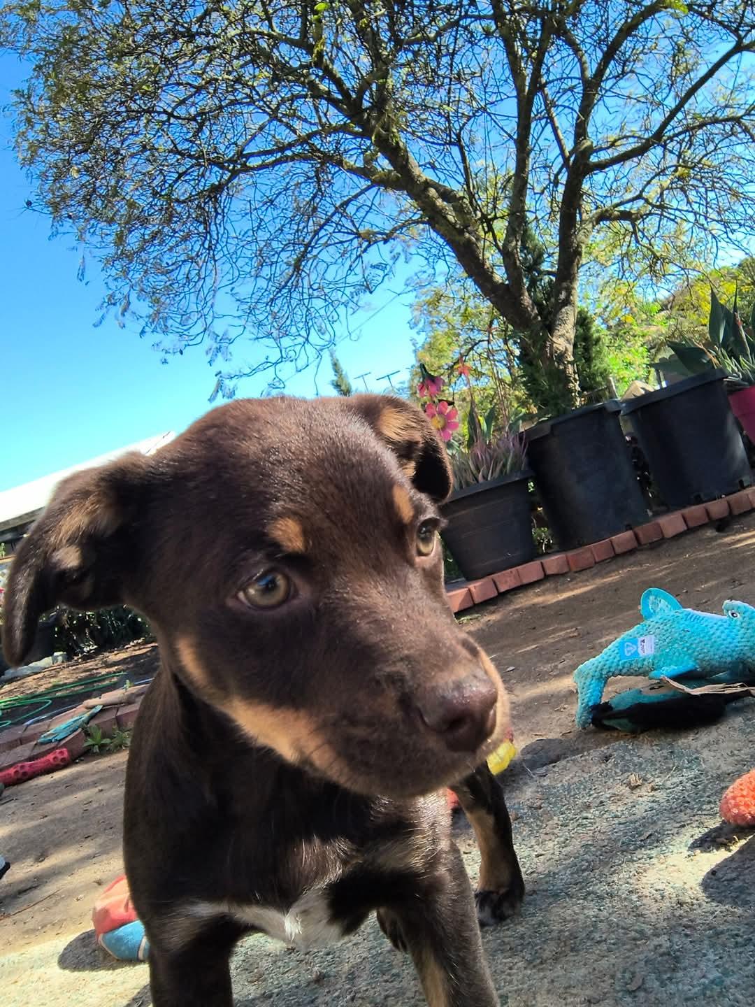 Fergie, Adopted, Young Female Australian Kelpie & Labrador Retriever.