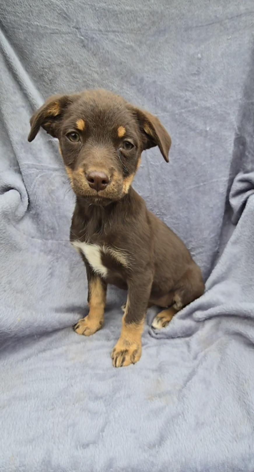 Enlarge Fergie, a Adopted mixed breed in Lake Elsinore, CA image 2/3