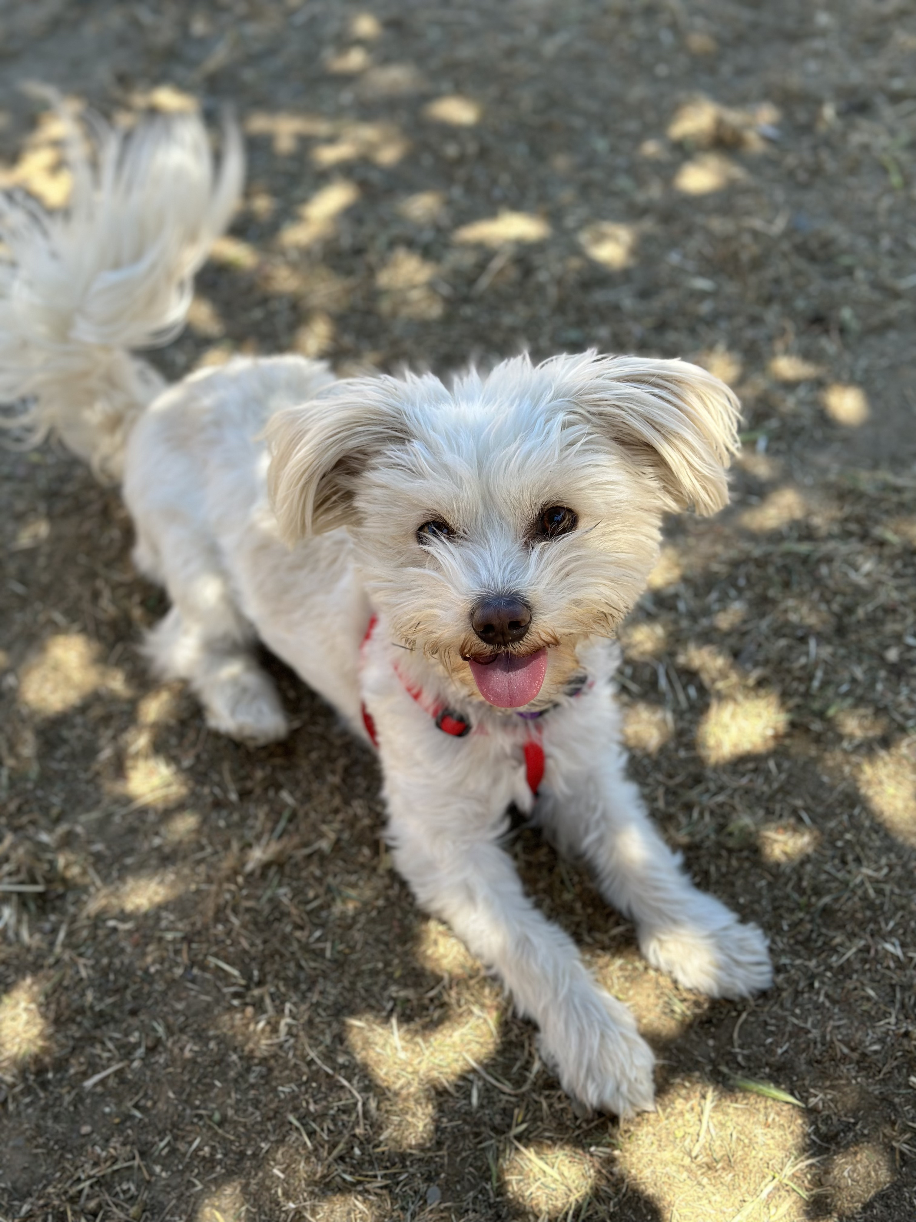 Molly