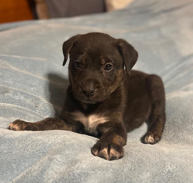 Declan, Adoptable, Young Male Mountain Cur & Labrador Retriever.