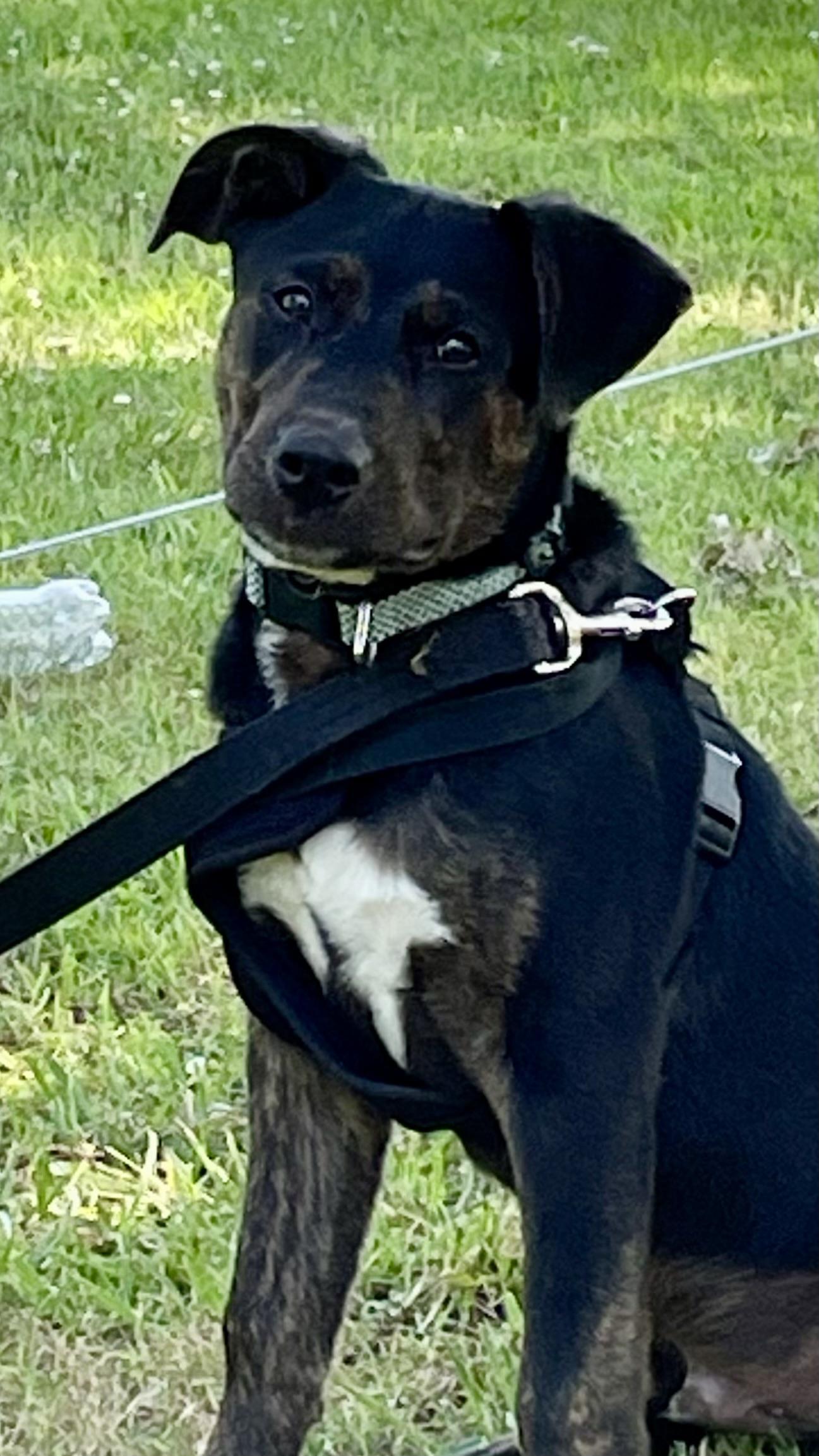 Enlarge Declan, a Adoptable mixed breed in Goodlettsville, TN image 2/6