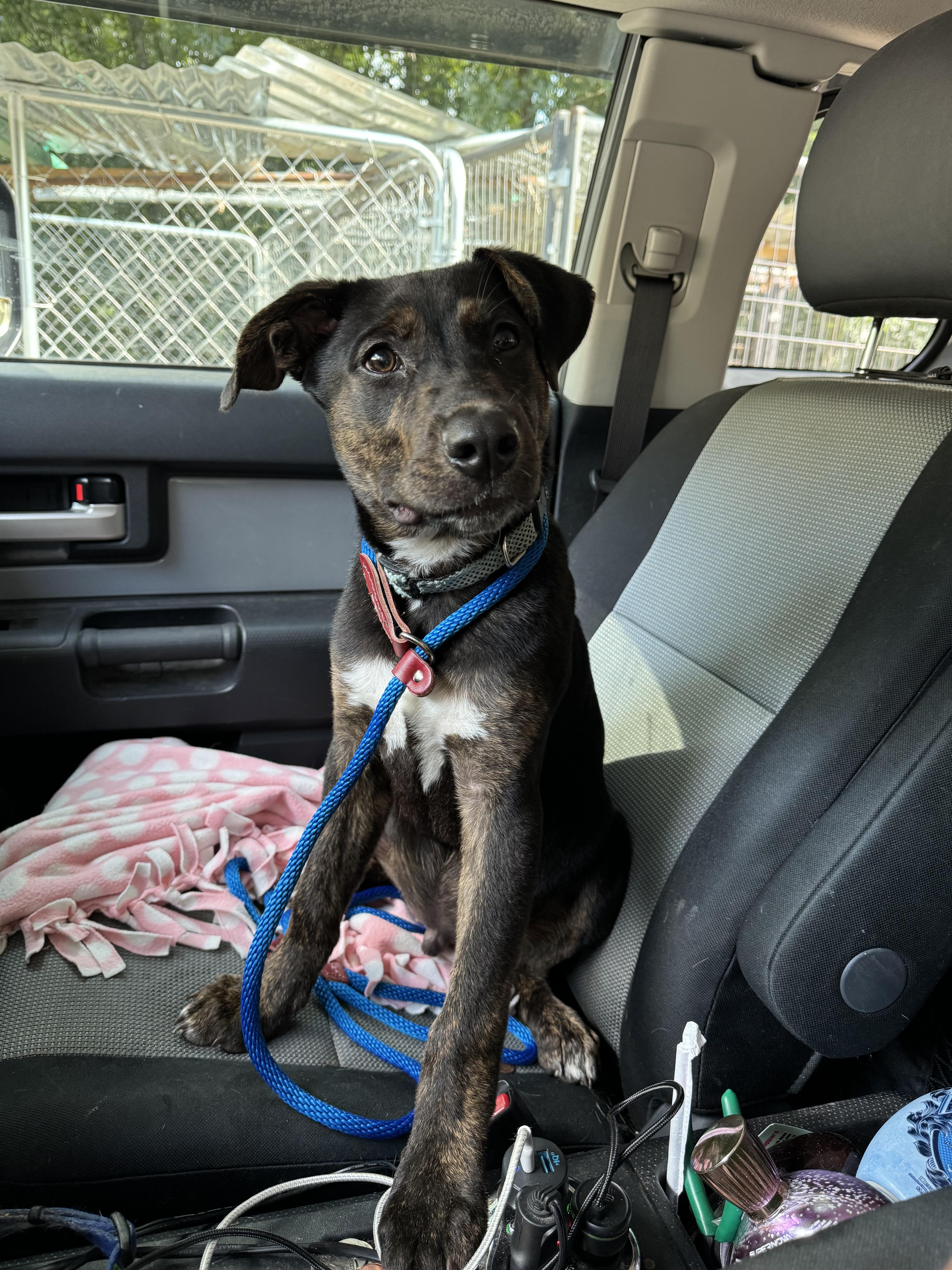 Enlarge Declan, a Adoptable mixed breed in Goodlettsville, TN image 3/6