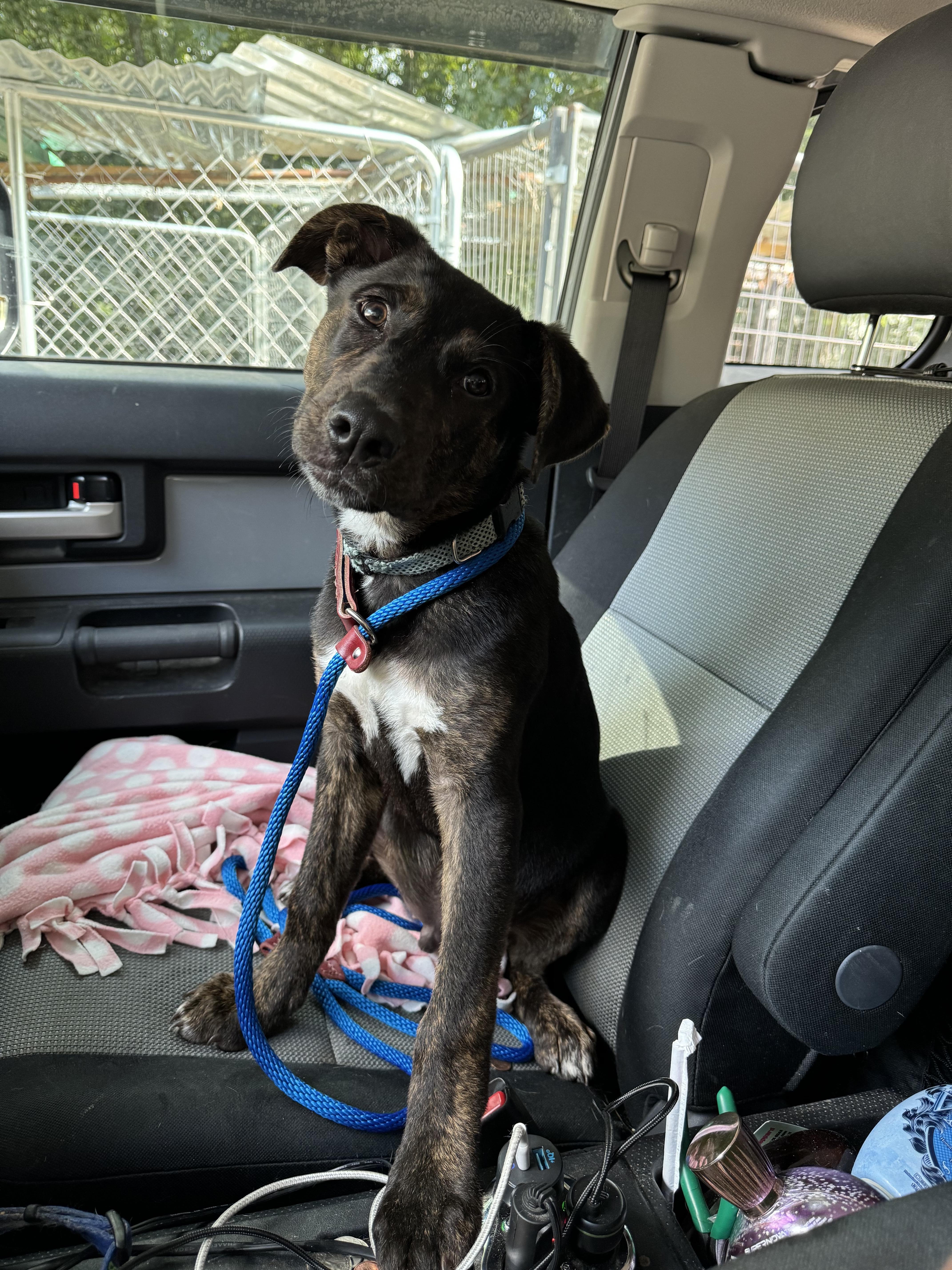 Enlarge Declan, a Adoptable mixed breed in Goodlettsville, TN image 4/6