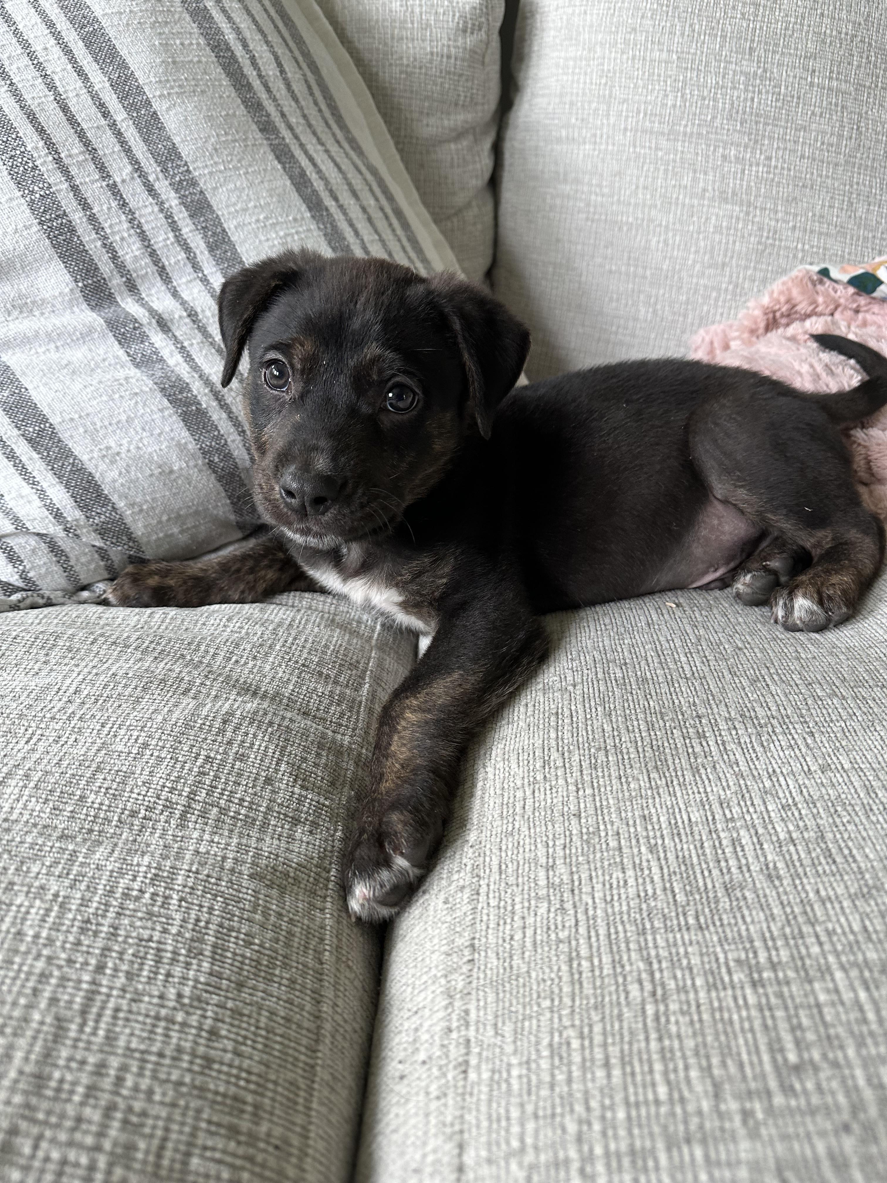 Enlarge Declan, a Adoptable mixed breed in Goodlettsville, TN image 6/6