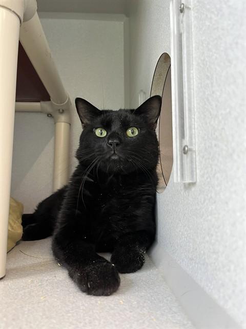 SIMON, Adoptable, Adult Male Domestic Medium Hair.