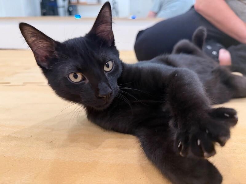 Jelly Belly, Adoptable, Young Male Domestic Short Hair.