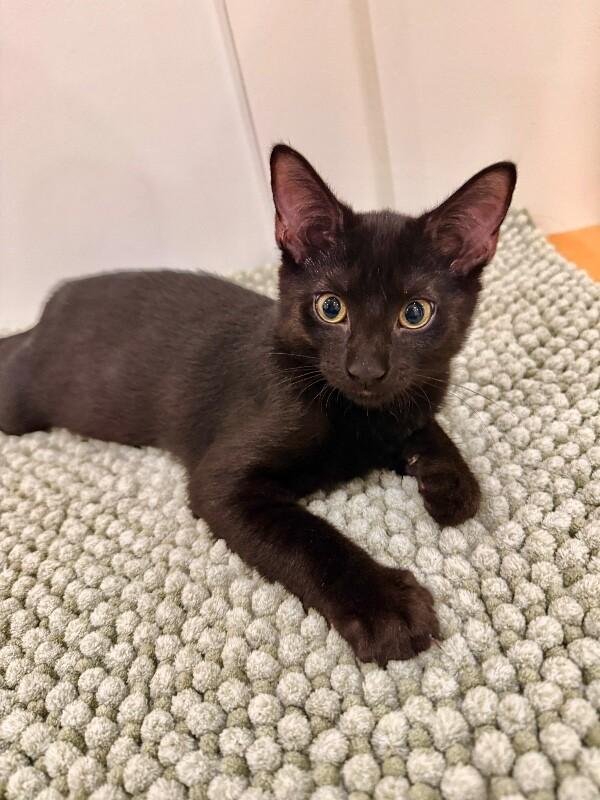 Jelly Belly, Adoptable, Young Male Domestic Short Hair.