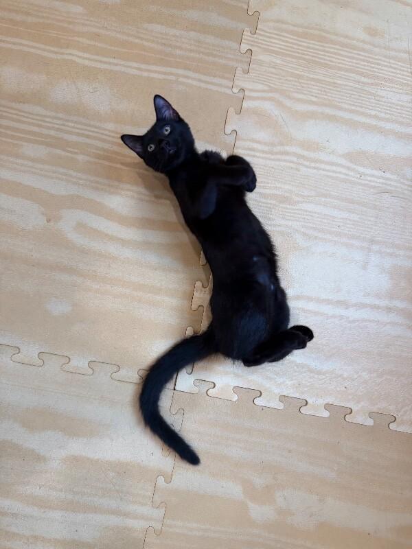 Enlarge Jelly Belly, a Adoptable Domestic Short Hair in North Babylon, NY image 3/6