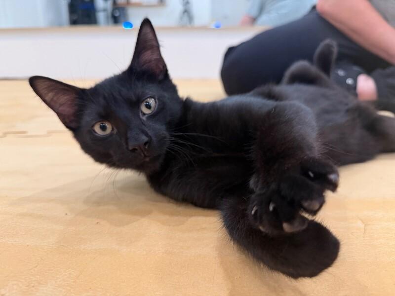 Enlarge Jelly Belly, a Adoptable Domestic Short Hair in North Babylon, NY image 4/6