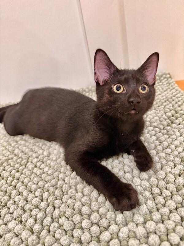 Enlarge Jelly Belly, a Adoptable Domestic Short Hair in North Babylon, NY image 3/6