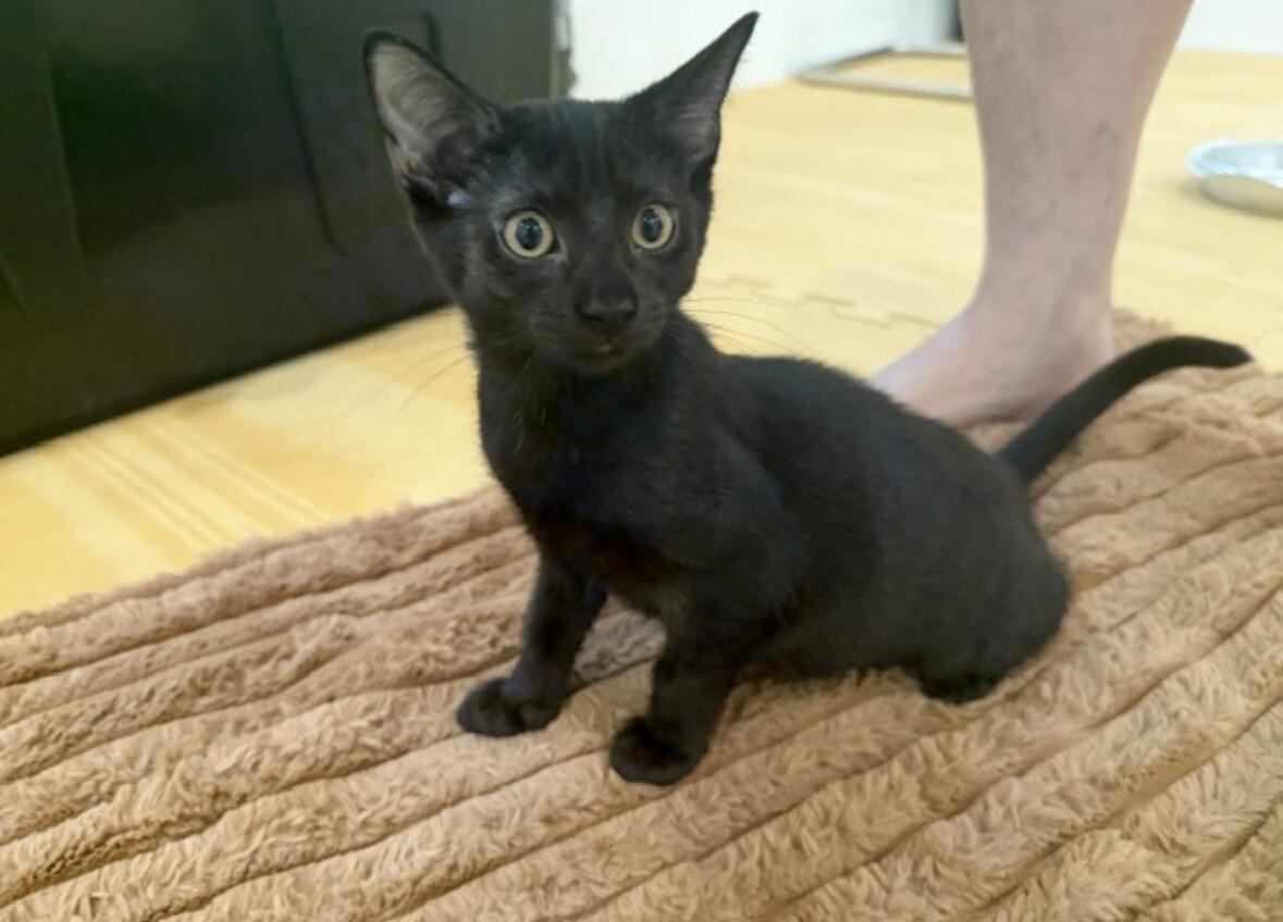 Enlarge Jelly Belly, a Adoptable Domestic Short Hair in North Babylon, NY image 4/6