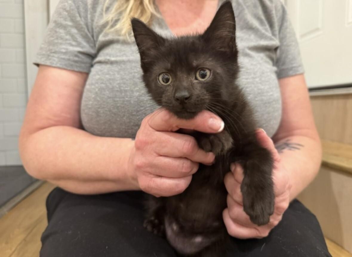 Enlarge Jelly Belly, a Adoptable Domestic Short Hair in North Babylon, NY image 3/4