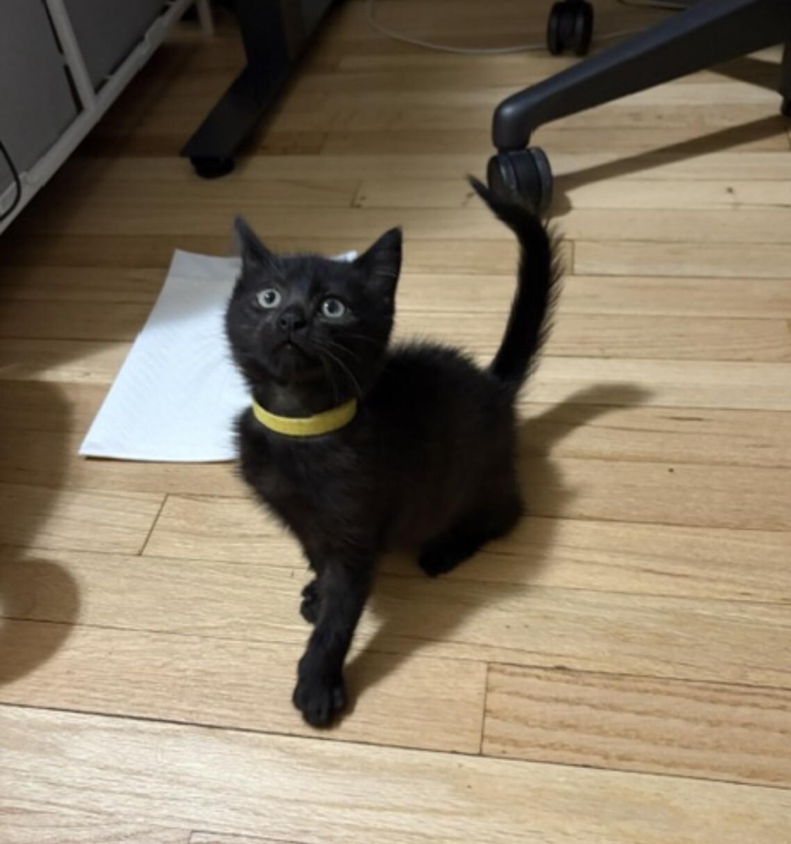 Enlarge Jelly Belly, a Adoptable Domestic Short Hair in North Babylon, NY image 4/4
