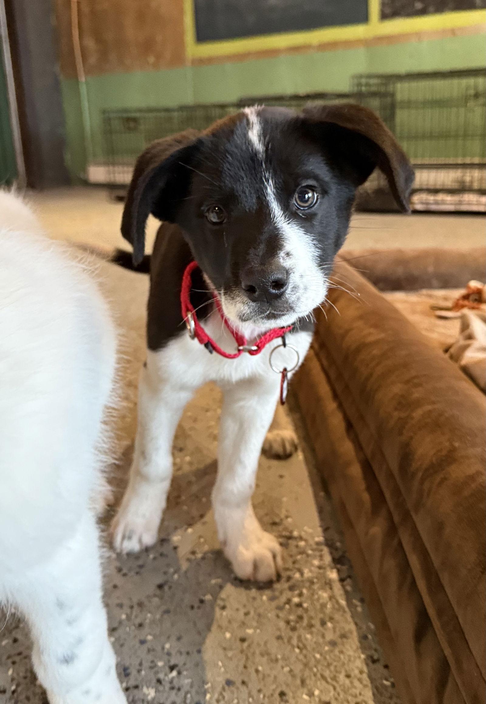 Duke Holstein *LOCAL*, Adoptable, Puppy Male Border Collie.