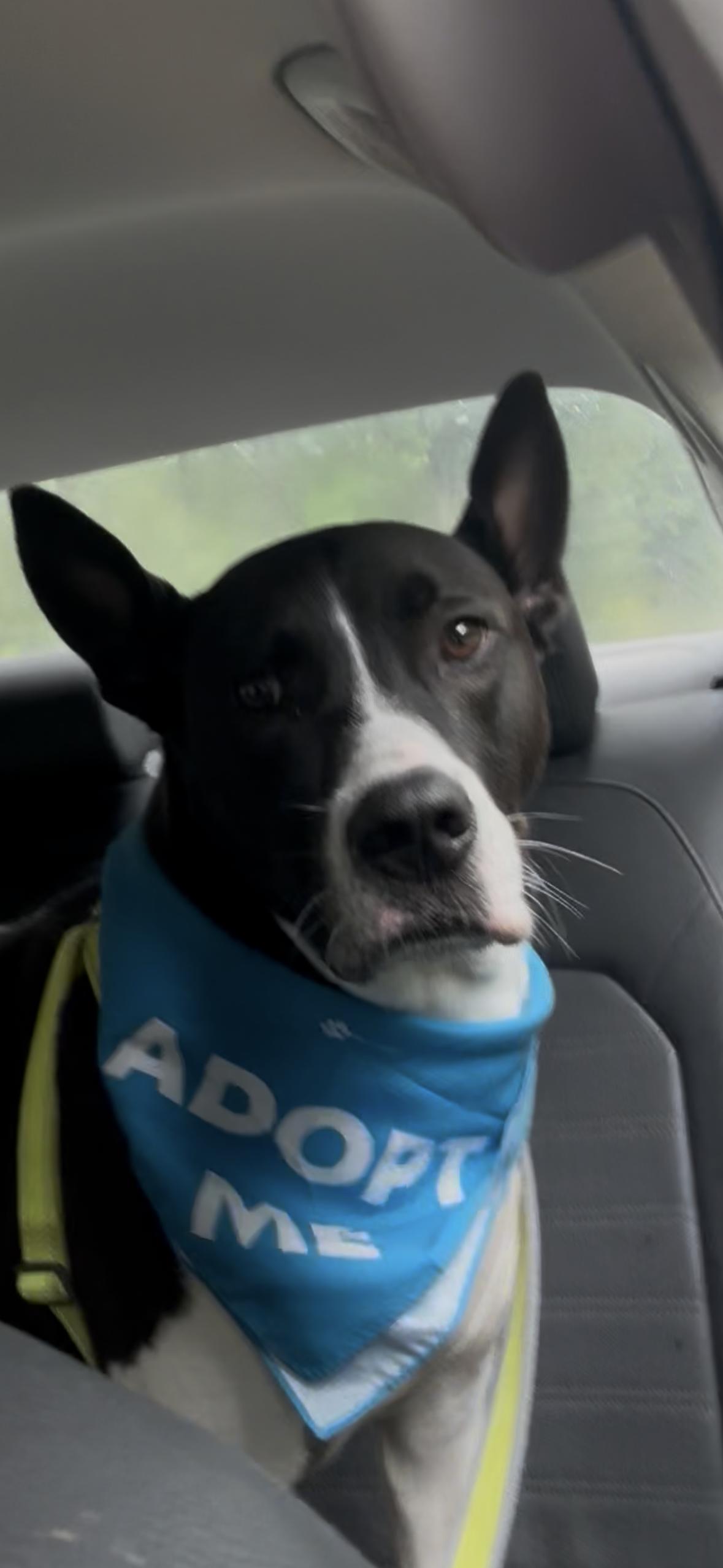 Enlarge Banjo, a Adoptable mixed breed in Albany, NY image 4/6