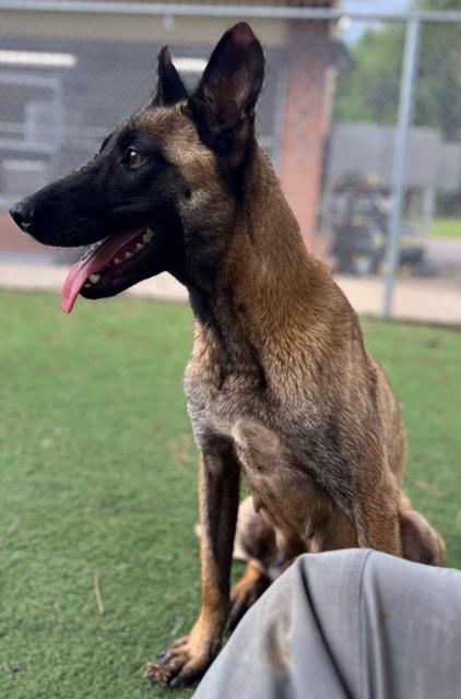 Enlarge Holly, an adopted Belgian Shepherd / Malinois in Rome, GA image 2/3