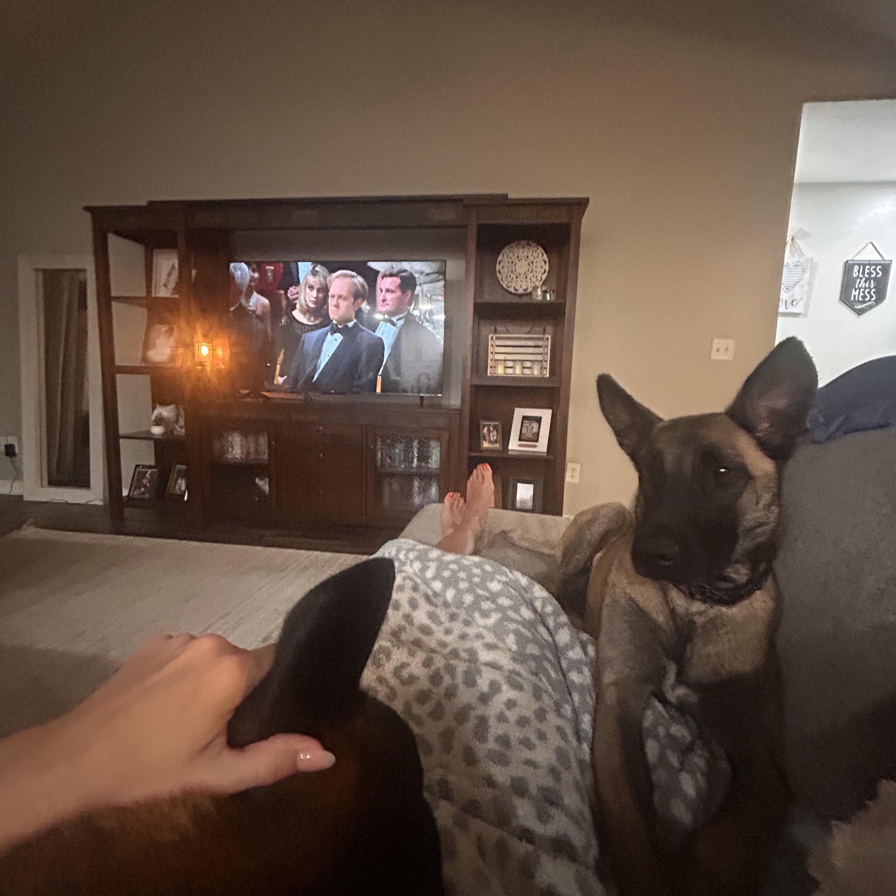 Enlarge Holly, an adopted Belgian Shepherd / Malinois in Rome, GA image 3/3