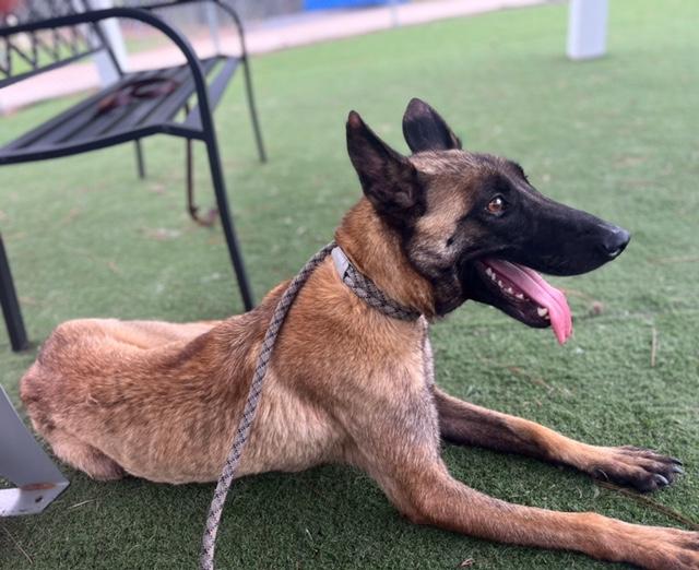 Holly, adopted, Adult Female Belgian Shepherd / Malinois.