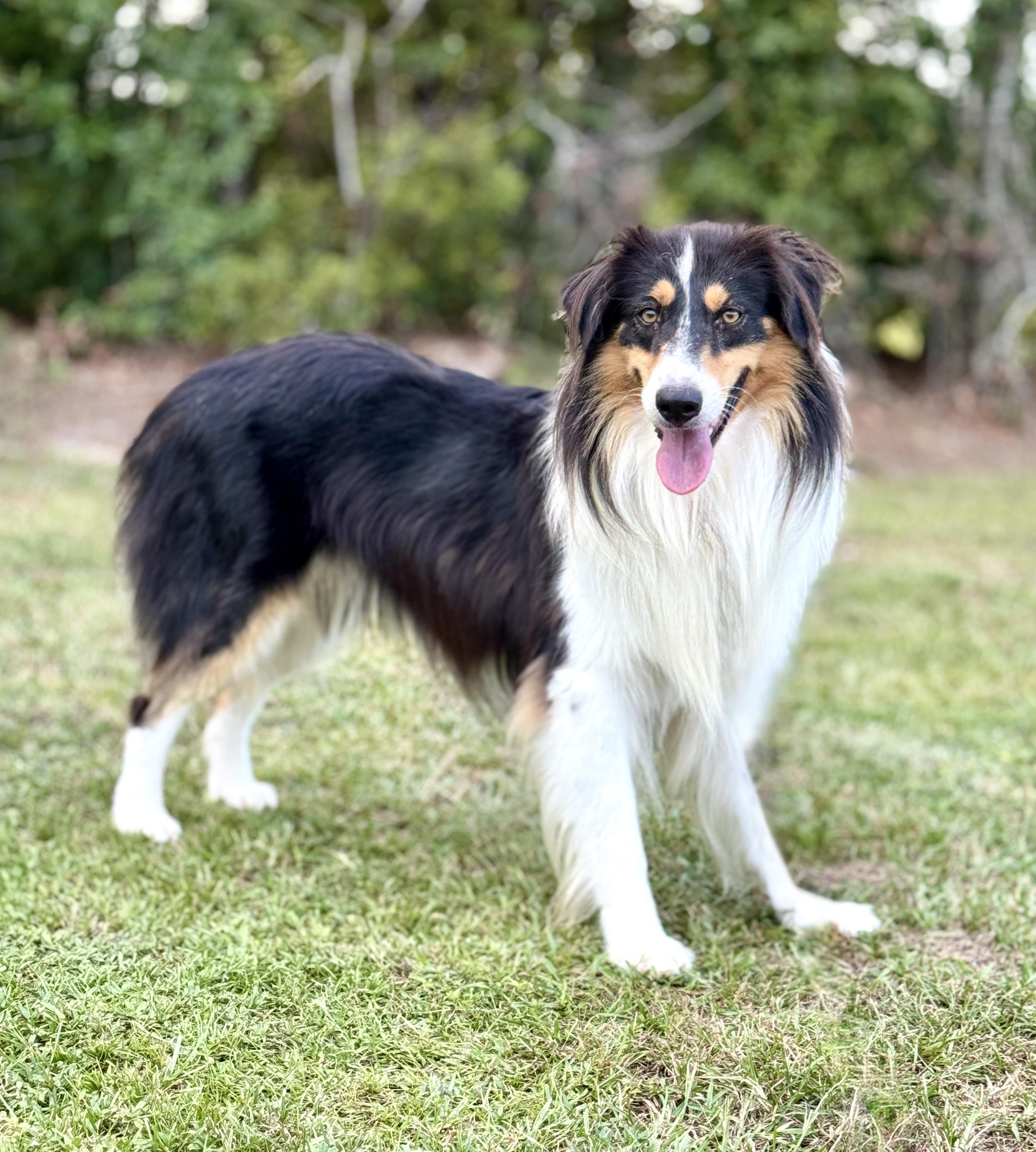 Enlarge Luke, a Adoptable mixed breed in Brewster,, NY image 5/6