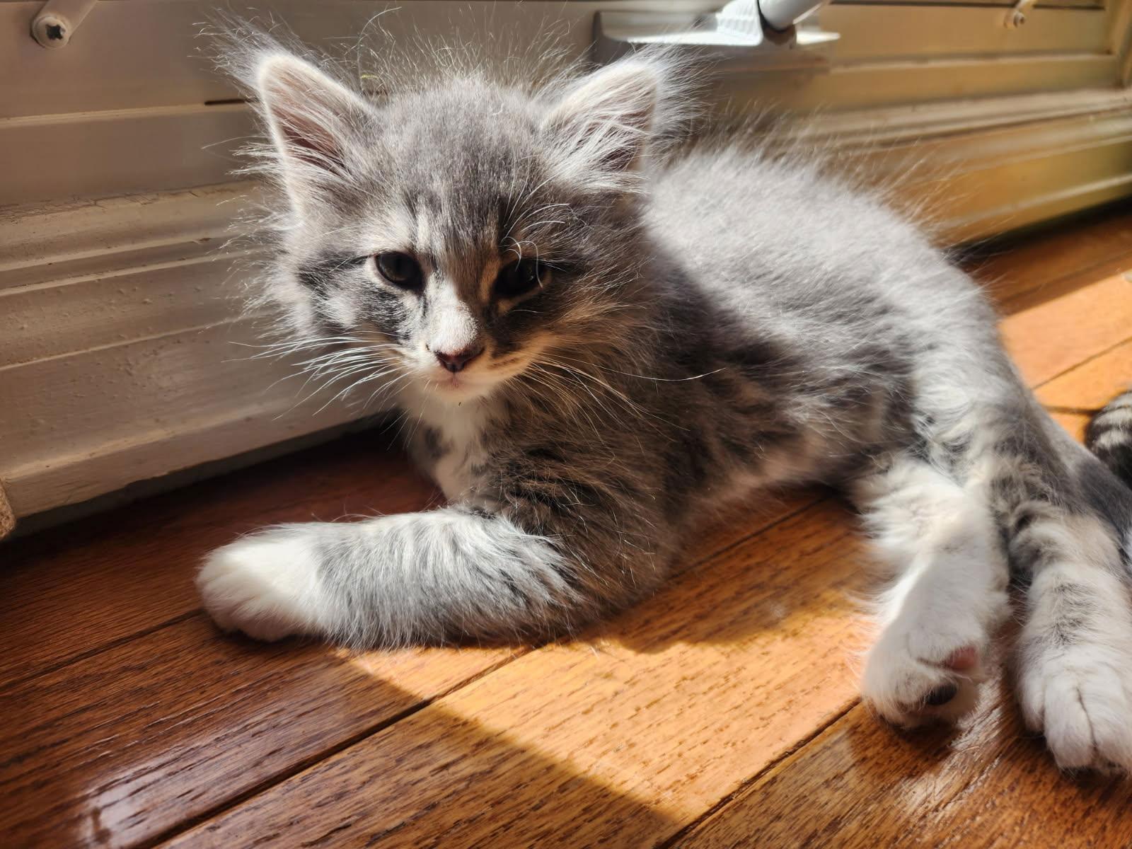 Niles, Adopted, Kitten Male Domestic Long Hair.