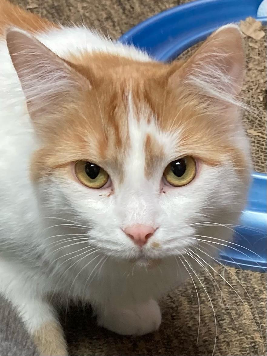 Guppy, a Adoptable Domestic Medium Hair in Hampstead, NC image 1/3