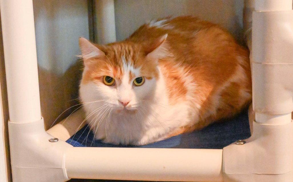 Guppy, a Adoptable Domestic Medium Hair in Hampstead, NC image 2/3