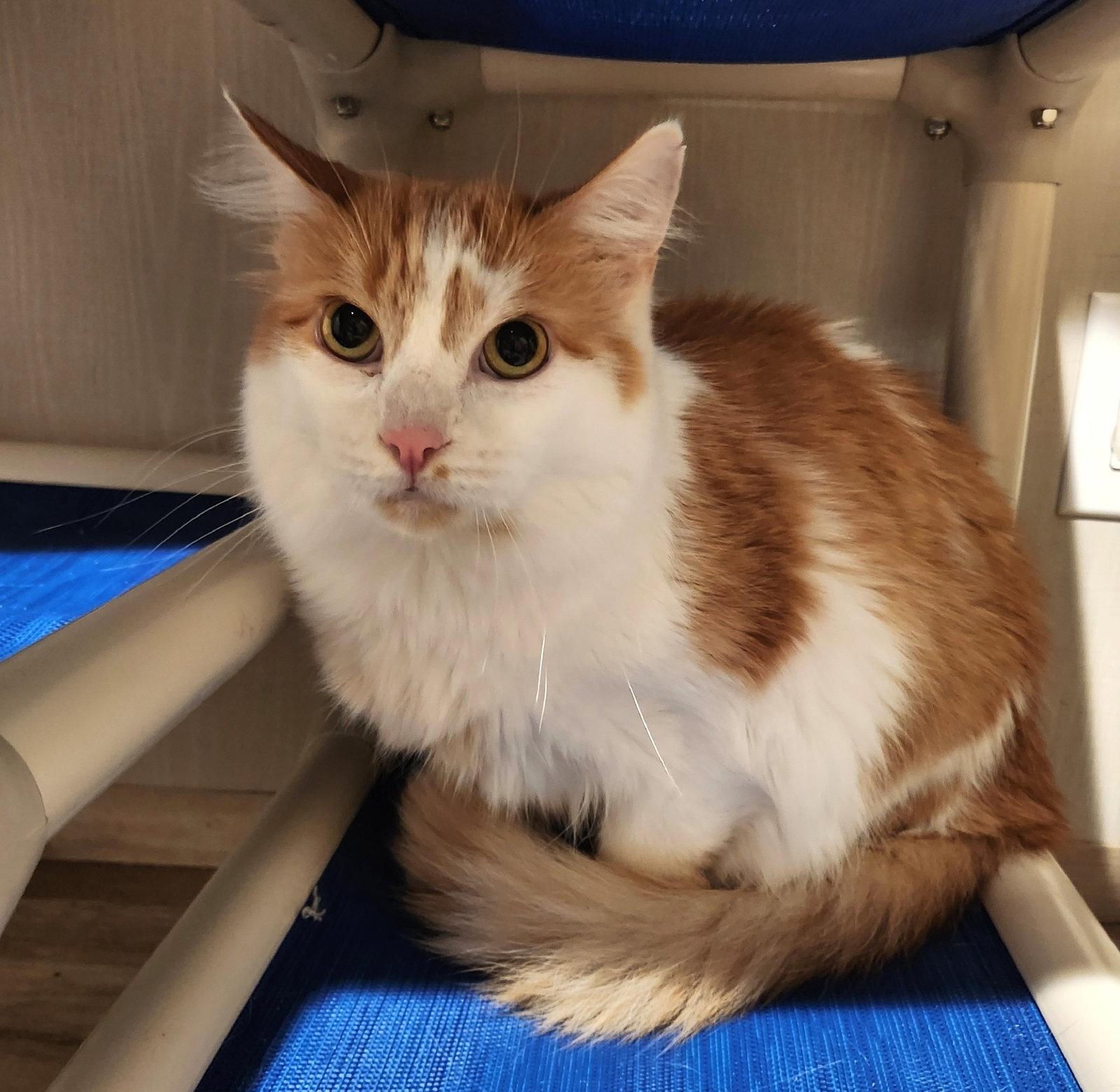 Guppy, a Adoptable Domestic Medium Hair in Hampstead, NC image 3/3