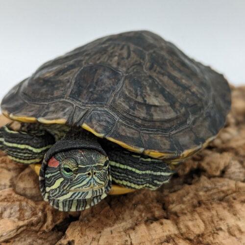 Enlarge Shergar, a Adoptable Red-Eared Slider in Pefferlaw, ON image 1/1