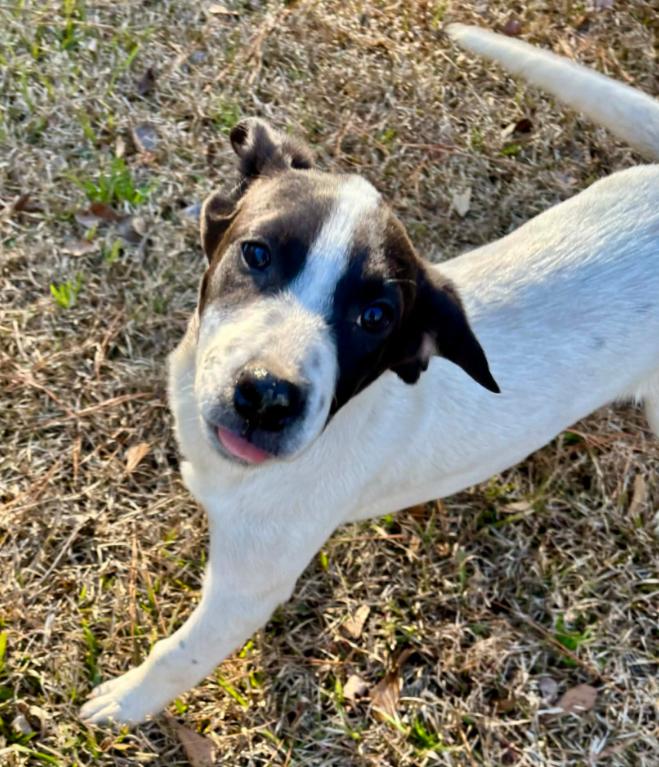 Enlarge Roady, a ADOPTABLE mixed breed in Eutawville, SC image 5/6