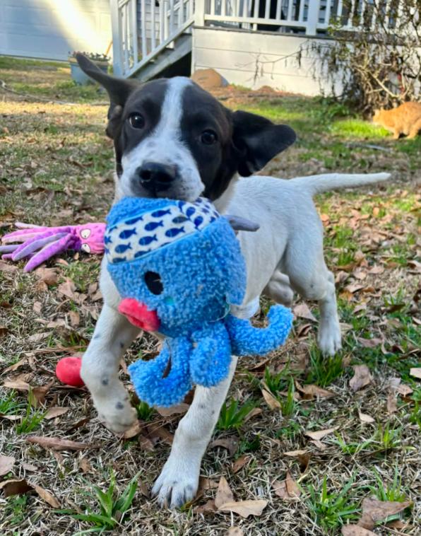 Enlarge Roady, a ADOPTABLE mixed breed in Eutawville, SC image 2/6