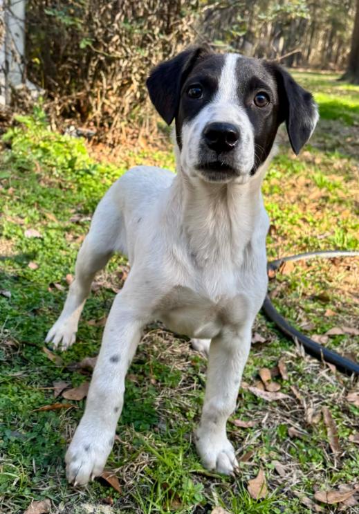 Enlarge Roady, a ADOPTABLE mixed breed in Eutawville, SC image 3/6
