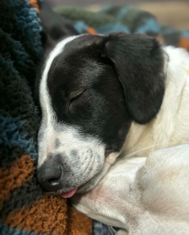 Enlarge Roady, a ADOPTABLE mixed breed in Eutawville, SC image 6/6