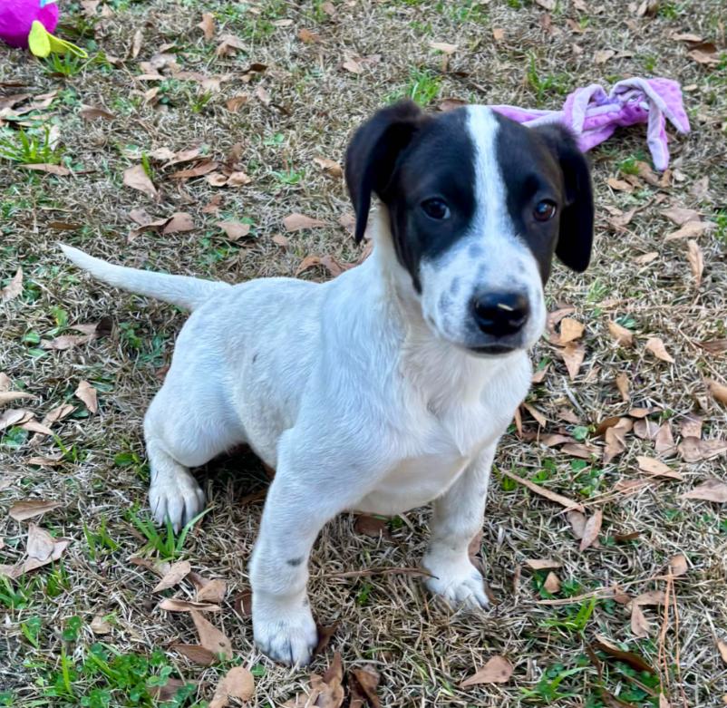 Roady, ADOPTABLE, Puppy Male Mixed Breed.