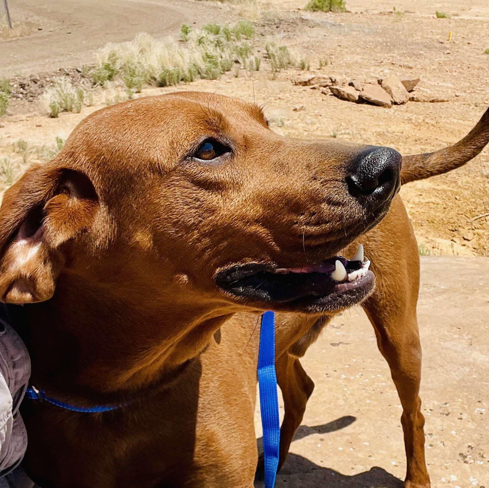 Clifford thumbnail 2