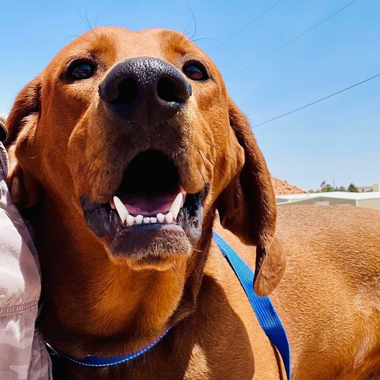 Clifford, Adult Male Redbone Coonhound