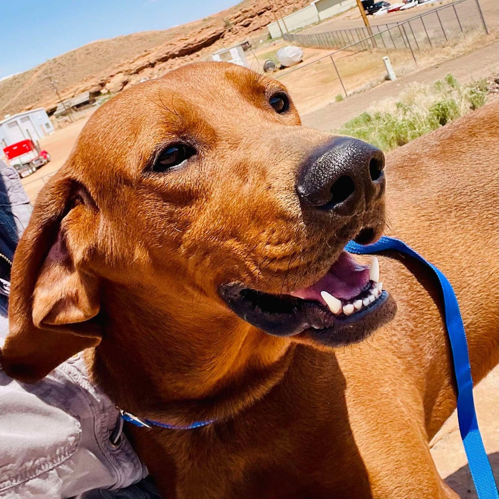 Clifford thumbnail 3