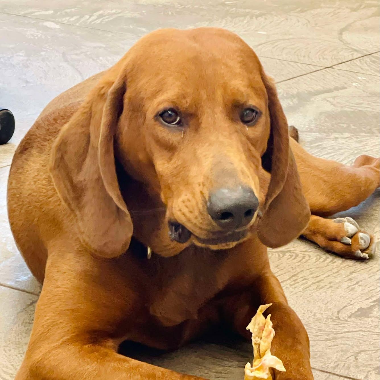 Clifford thumbnail 4