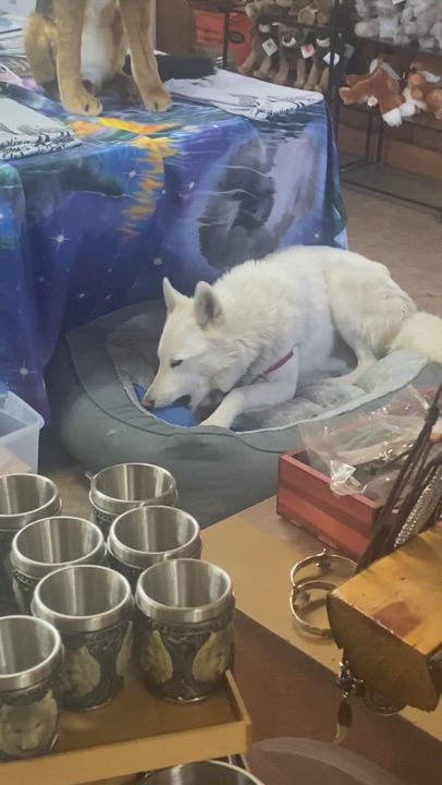 Enlarge Casper, a Adopted Shepherd in Jackson, NJ video 6/11