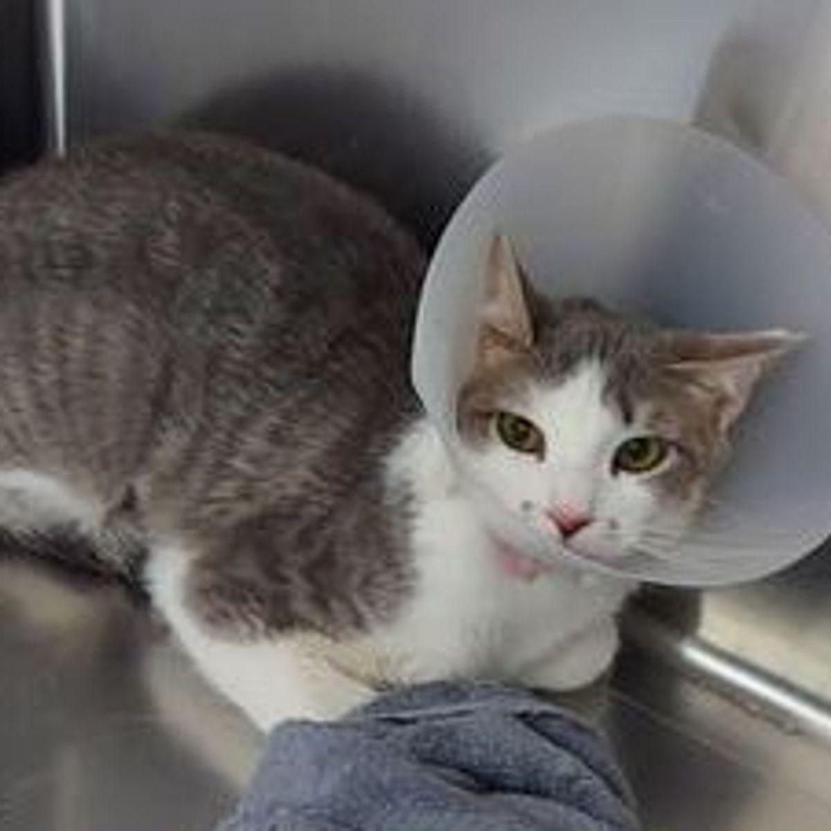 Enlarge Emily, a Adoptable Domestic Short Hair in Lake Havasu City, AZ image 1/1