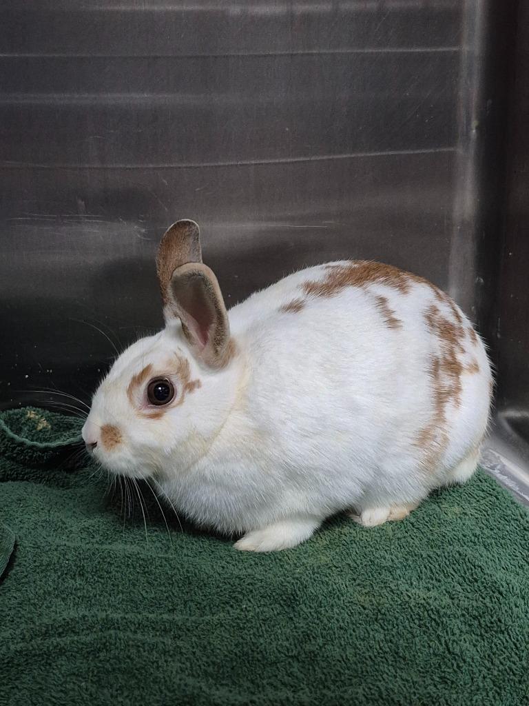 Gizella, Adoptable, Young Female Bunny Rabbit.