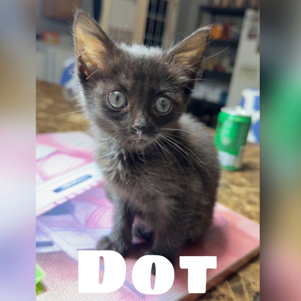 Dot, a ADOPTABLE Domestic Short Hair in Colcord, OK image 1/5