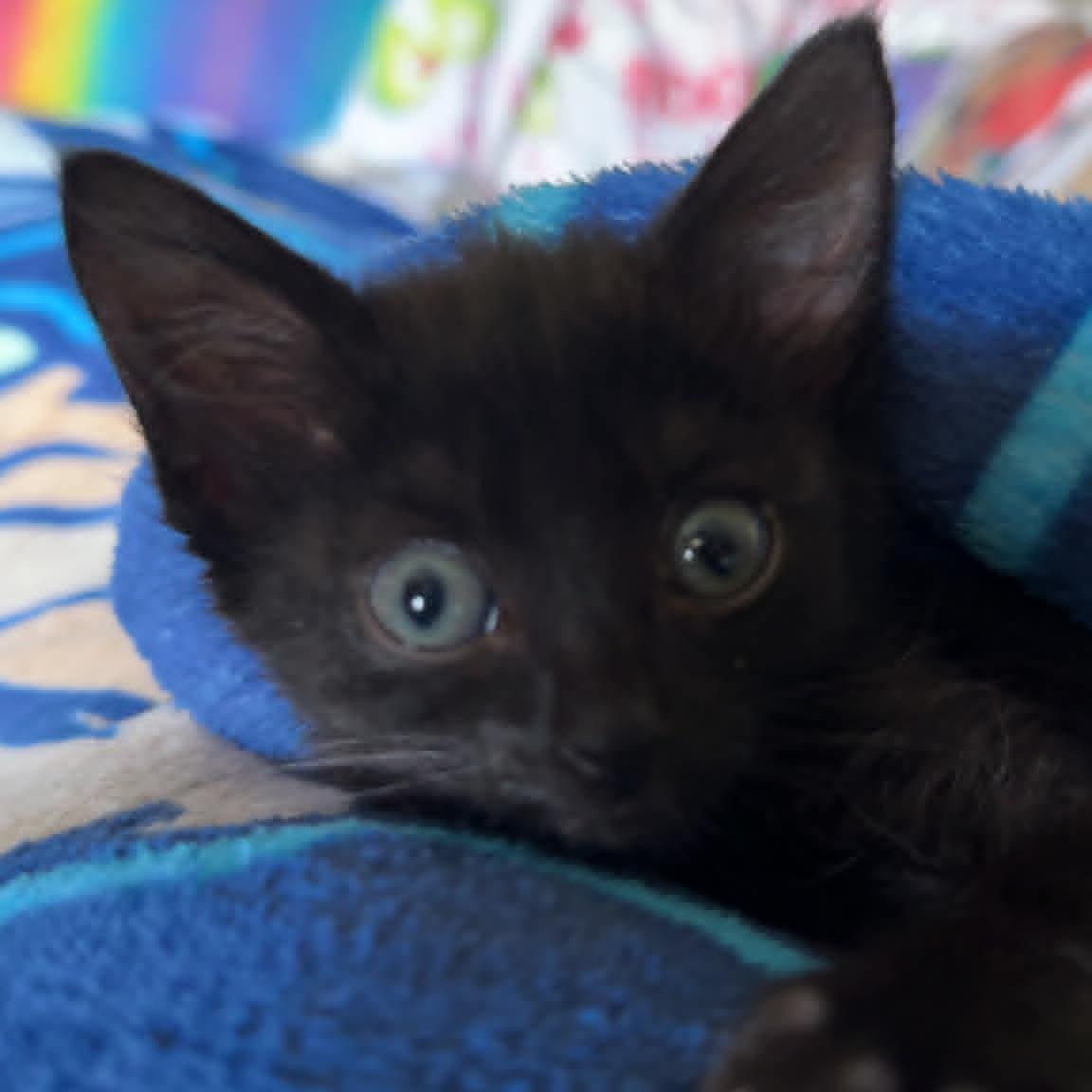 Dot, a ADOPTABLE Domestic Short Hair in Colcord, OK image 3/5