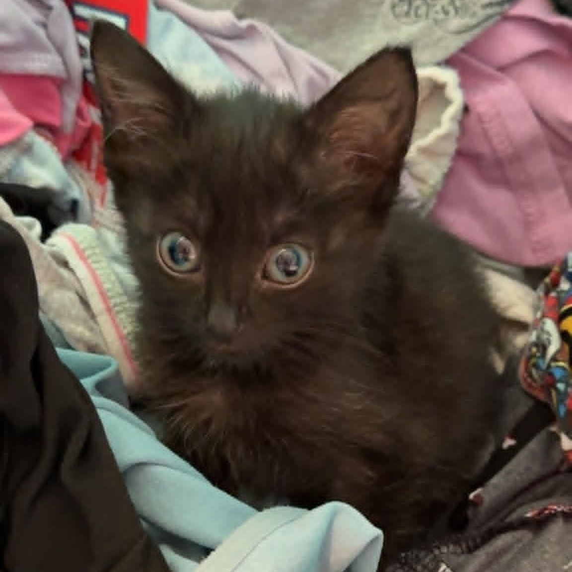 Dot, a ADOPTABLE Domestic Short Hair in Colcord, OK image 4/5