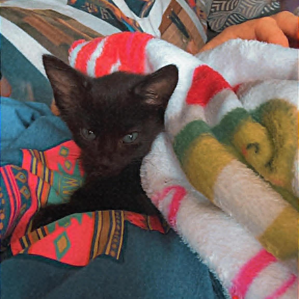 Dot, a ADOPTABLE Domestic Short Hair in Colcord, OK image 5/5