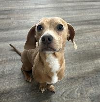 ******BUDDY BROWN*******Ladies Man !, Adoptable, Adult Male Dachshund & Beagle.