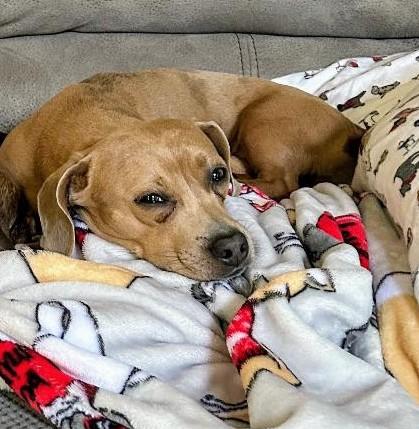 BUDDY BROWN, Adoptable, Adult Male Dachshund & Beagle.