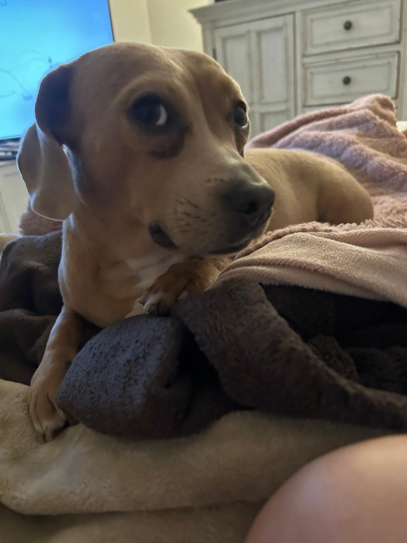 ******BUDDY BROWN*******Ladies Man !, Adoptable, Adult Male Dachshund & Beagle.